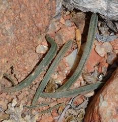Albuca scabrocostata