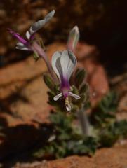 Pelargonium incrassatum