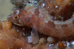 Pavoclinus profundus