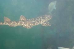 Haploblepharus pictus