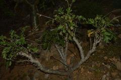 Pelargonium polycephalum