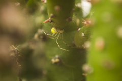 Theridiidae