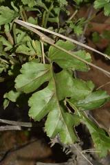 Pelargonium polycephalum