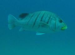 Plectorhinchus plagiodesmus