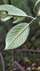 Prunus maackii