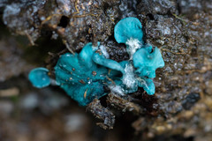 Chlorociboria aeruginascens image