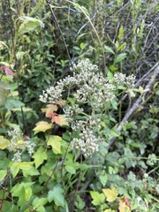 Eupatorium rotundifolium
