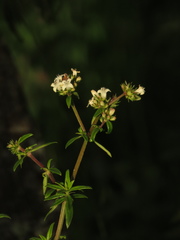 Galianthe bogotensis