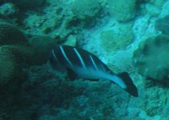 Plectorhinchus playfairi
