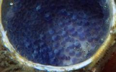 Chalaroderma ocellata