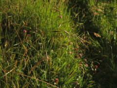 Bromus pitensis