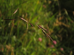 Bromus pitensis