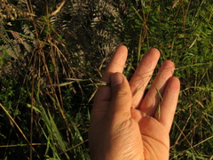 Bromus pitensis
