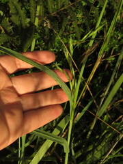 Bromus pitensis