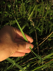 Bromus pitensis