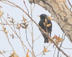 Sturnus vulgaris