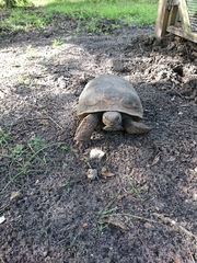 Gopherus polyphemus