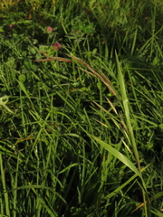 Bromus pitensis