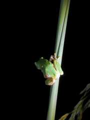 Hyla intermedia perrini