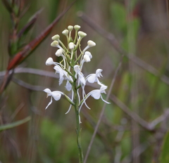 Platanthera blephariglottis conspicua