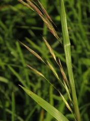 Bromus pitensis
