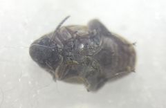 Megabruchidius dorsalis