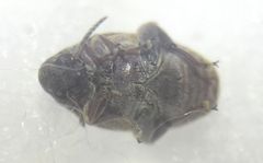 Megabruchidius dorsalis