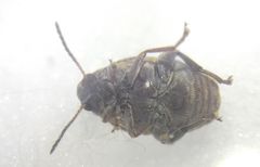 Megabruchidius dorsalis