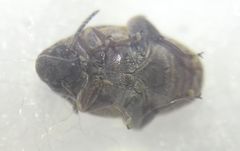 Megabruchidius dorsalis