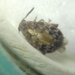 Megabruchidius dorsalis