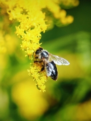 Apis mellifera