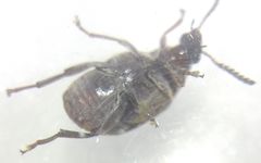 Megabruchidius dorsalis