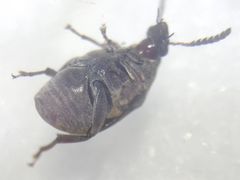 Megabruchidius dorsalis