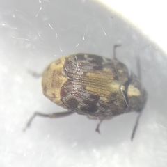 Megabruchidius dorsalis