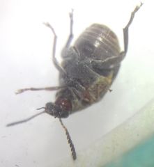 Megabruchidius dorsalis