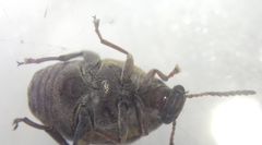 Megabruchidius dorsalis