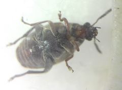 Megabruchidius dorsalis