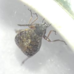 Megabruchidius dorsalis