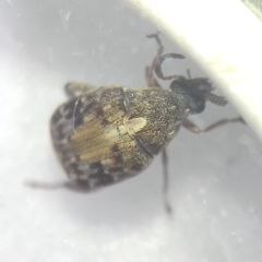 Megabruchidius dorsalis