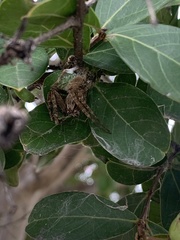 Araneinae
