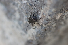 Halyomorpha halys