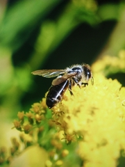 Apis mellifera