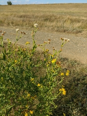 Jacobaea grandidentata