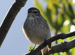 Muscicapa adusta adusta