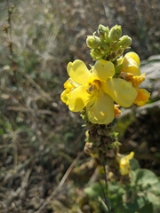 Verbascum ovalifolium