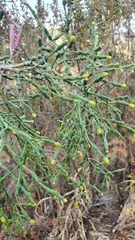 Hatiora salicornoides