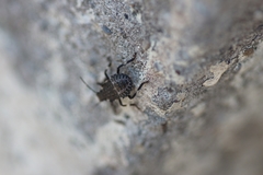 Halyomorpha halys