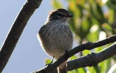Muscicapa adusta adusta