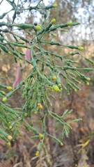 Hatiora salicornoides