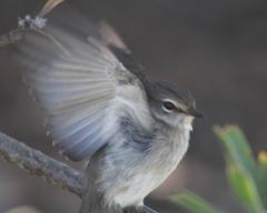 Muscicapa adusta adusta